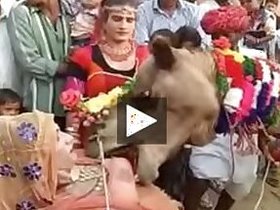 Ajab Desh Ki Gajab Tamasha Camel devouring sacks of milk